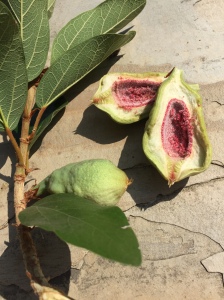 Creepy fig